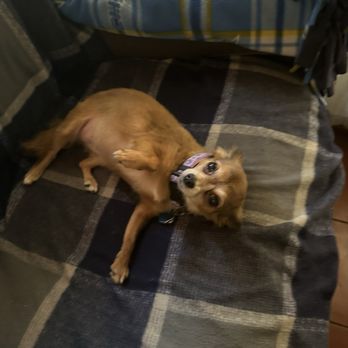 Leanne’s Mobile Pet Spa - Pet Groomers Near Me Leanne’s Mobile Pet Spa - Pet Groomers Near Me