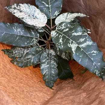 The Plant Room - Ficus Fistulosa - Nurseries & Gardening Near Me - Denver, Colorado The Plant Room - Ficus Fistulosa - Nurseries & Gardening Near Me - Denver, Colorado