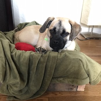 spcaLA - Charlie is happy in his new home. - Pet Training Near Me - Long Beach, California spcaLA - Charlie is happy in his new home. - Pet Training Near Me - Long Beach, California
