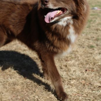 A Dog's Dream - Pet Adoption Near Me - Neosho, Missouri