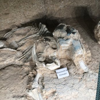 Waco Mammoth National Monument - Museums Near Me - Waco, Texas
