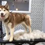 Photo of Waggy Tails Dog Grooming
