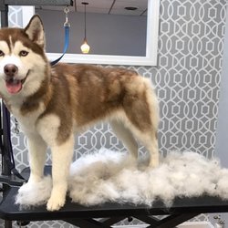 Waggy Tails Dog Grooming - Add a de-shedding treatment starting at just $15!