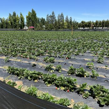 Byron Growers - Pick Your Own Farms Near Me - Byron, California