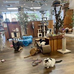 Treetops Kitty Cafe
