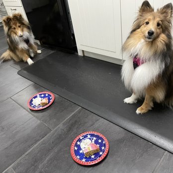 HumaneK9 Dog Training - Waiting for a very special celebration treat! - Pet Training Near Me HumaneK9 Dog Training - Waiting for a very special celebration treat! - Pet Training Near Me