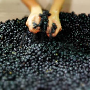 Linked Vineyards - Hand crushing Cabernet Sauvignon - Wineries Near Me - Santa Rosa, California Linked Vineyards - Hand crushing Cabernet Sauvignon - Wineries Near Me - Santa Rosa, California