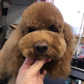 Pet Konnektion - Koa perfect POOOF! - Pet Groomers Near Me Pet Konnektion - Koa perfect POOOF! - Pet Groomers Near Me
