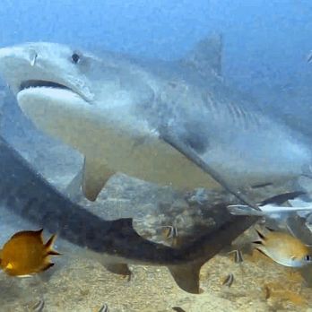 LV Dive Adventures - Fiji cathedral shark dive - Scuba Diving Near Me LV Dive Adventures - Fiji cathedral shark dive - Scuba Diving Near Me