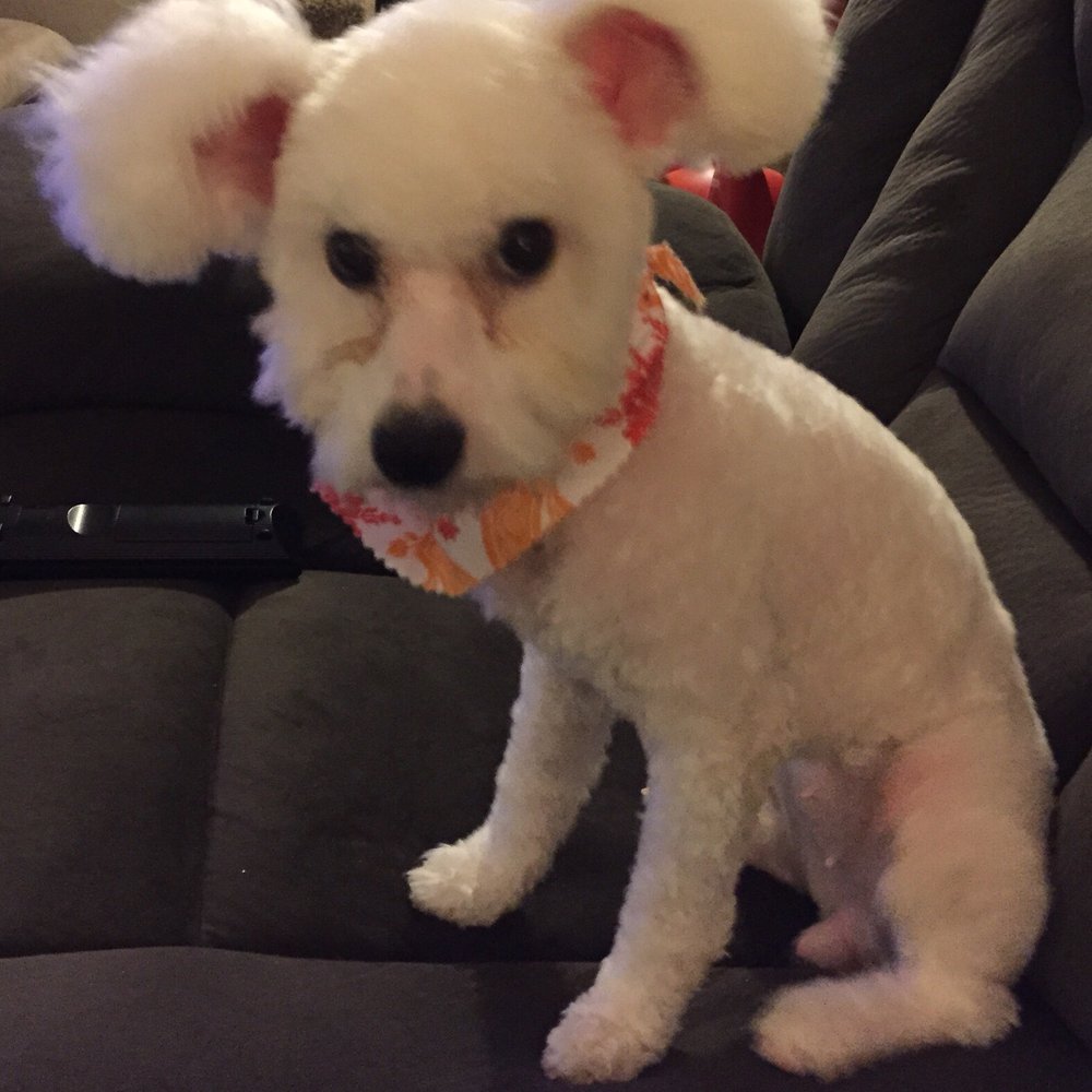 Sirias Pet Spa - Tinkerbell after her grooming - Pet Groomers Near Me
