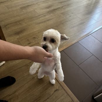 Paw Paw Pet Grooming - Pet Groomers Near Me - Alhambra, California Paw Paw Pet Grooming - Pet Groomers Near Me - Alhambra, California