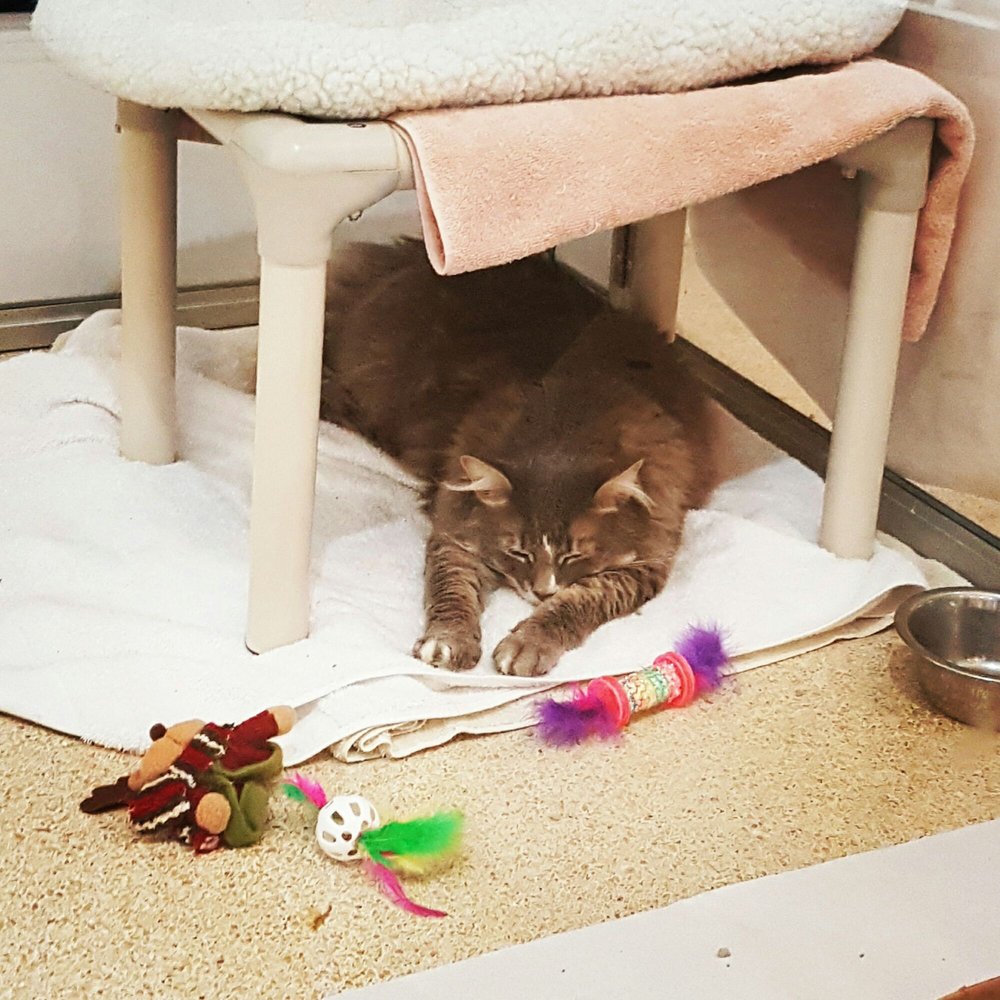 toronto humane society euthanasia cost