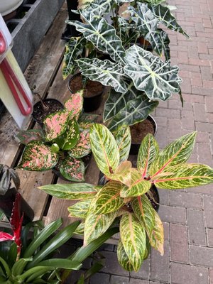 SARGENT’S ON 2ND - Updated September 2024 - 45 Photos - 1811 2nd St SW ...