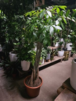 City Home & Garden, Inc by null