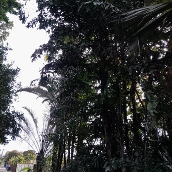 All About Trees Tree Service - Not thinned out - Tree Services Near Me - Fort Lauderdale, Florida All About Trees Tree Service - Not thinned out - Tree Services Near Me - Fort Lauderdale, Florida