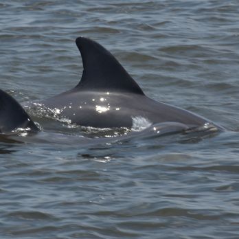 A PAIR A DICE CHARTERS - mama and baby dolphin - Boat Charters Near Me - Elberta, Alabama A PAIR A DICE CHARTERS - mama and baby dolphin - Boat Charters Near Me - Elberta, Alabama