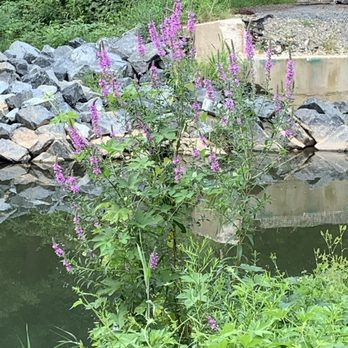 Eden Mill Nature Center - Parks Near Me - Pylesville, Maryland Eden Mill Nature Center - Parks Near Me - Pylesville, Maryland