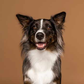 Arf & Wag Studio - Pet Photography Near Me - Clive, Iowa
