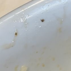 Multiple bugs in 3 vegan pho dishes 04/09/23 6:25pm