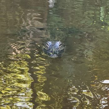 1. Beyond the Bayou Tours