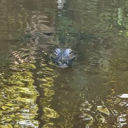 Beyond the Bayou Tours - We saw so much wildlife