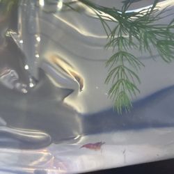 I mange to get my hands on this beautiful shrimps!