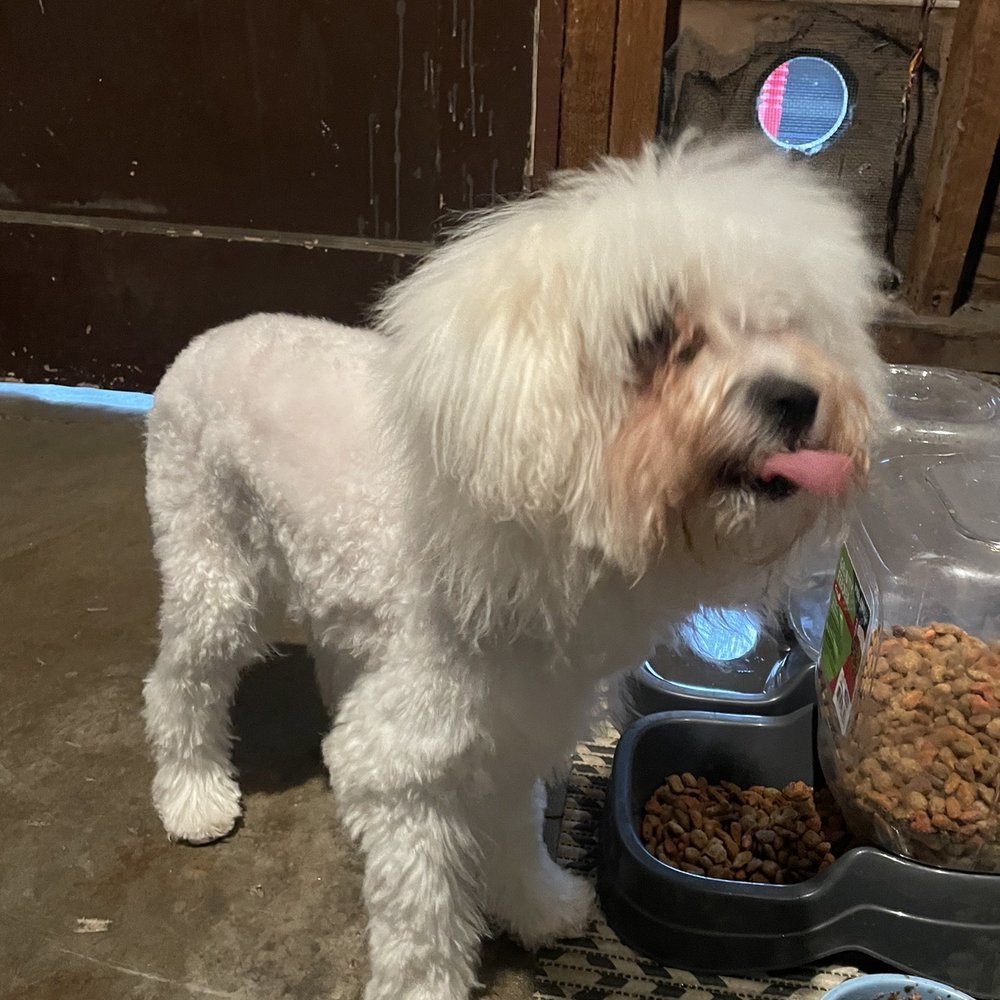 Petco - Tongue out to the lady who cut his hair. - Pet Stores Near Me - Santa Rosa, California