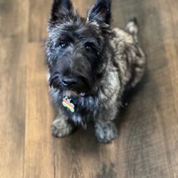 Monique's Paw Small Dog Grooming - Dapper Doggie