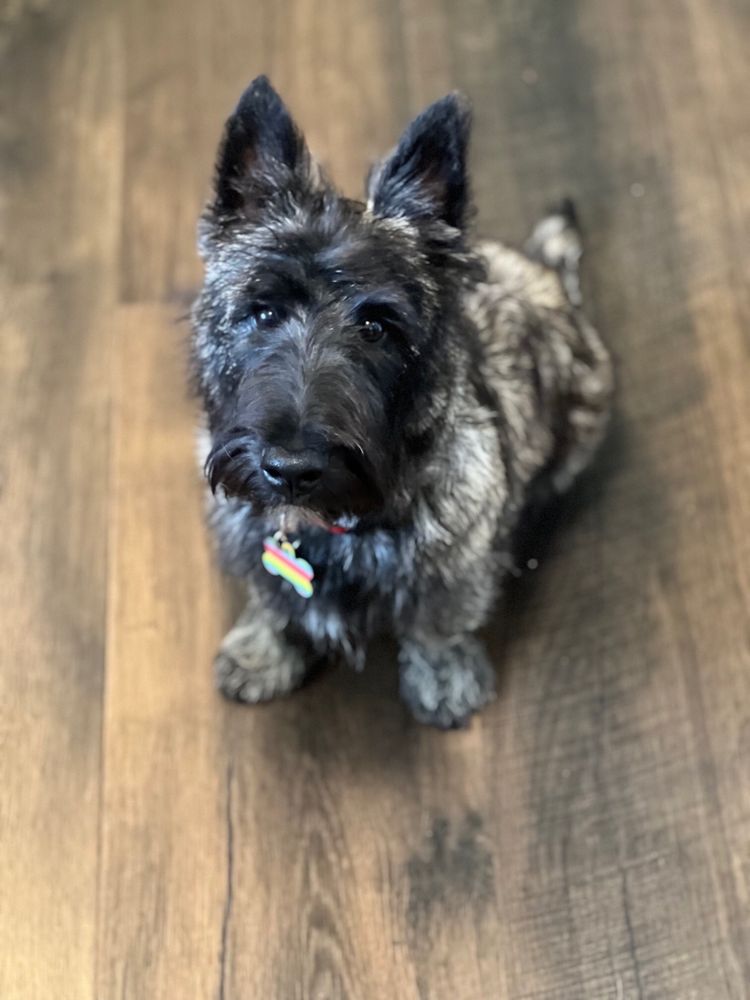 MONIQUE’S PAW SMALL DOG GROOMING Updated August 2024 21 Reviews 2401 W Turner Rd, Lodi