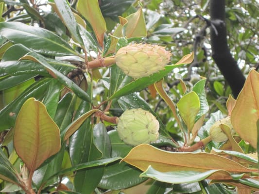 Dolmabahçe Palace by null