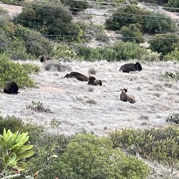 Catalina Adventure Tours - Close up of Bison - Tours Near Me - Avalon, California