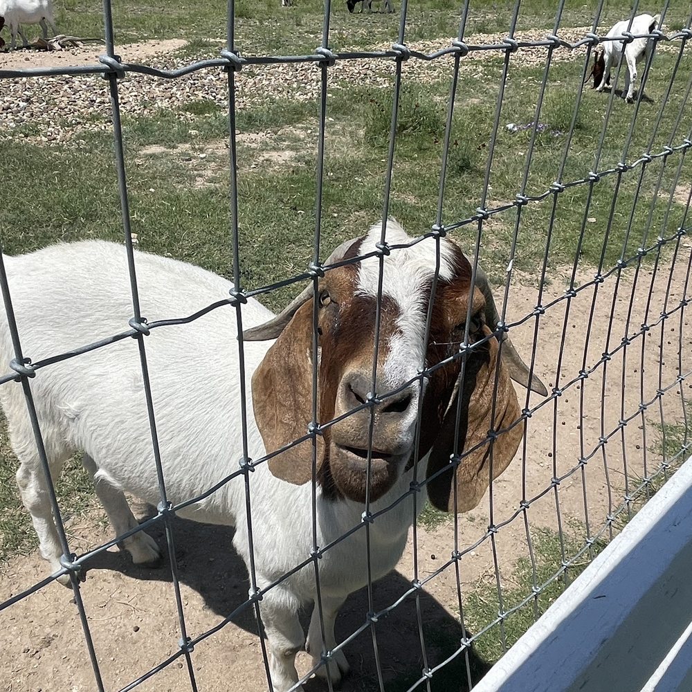 Singing Water Vineyards - Goats! - Wine Tasting Room Near Me - Comfort, Texas Singing Water Vineyards - Goats! - Wine Tasting Room Near Me - Comfort, Texas