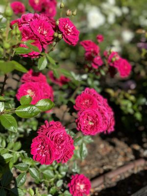 International Rose Test Garden by null