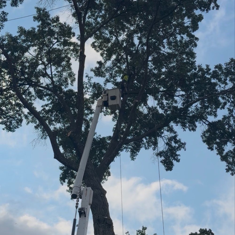 Sidelines Tree Service - Tree Services Near Me - Oakdale, Pennsylvania