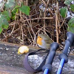 Naturschutzgebiet Am Hornpottweg - Eifrig pickte es am Apfel herum.