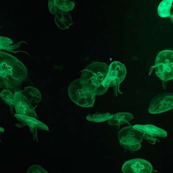 香港海洋公園 - jellyfish! - Aquariums Near Me - Hong Kong, HK