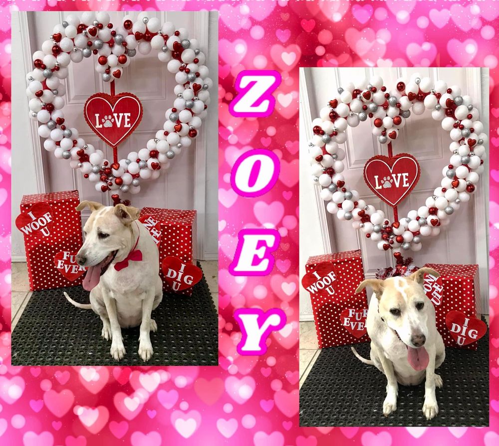 MESSY MUTT MAKEOVERS with 31 real customer photos Updated August 2024