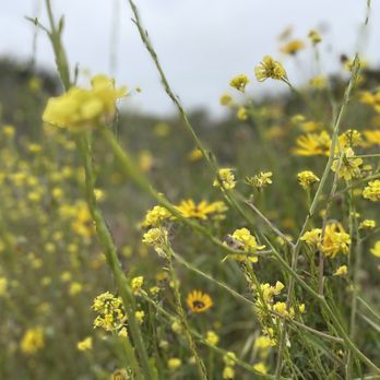 Annie's Canyon Trail - Beautiful blooms - Hiking Near Me - Encinitas, California Annie's Canyon Trail - Beautiful blooms - Hiking Near Me - Encinitas, California