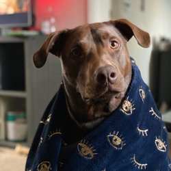 Plumas Veterinary Service - Jade
