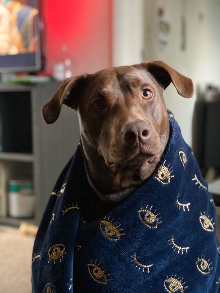 PLUMAS VETERINARY SERVICE Updated September 2024 18 Reviews 81010