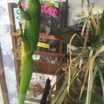 Madison Avenue Veterinary Clinic - This is the Vet's gecko! - Veterinarians Near Me - Fair Oaks, California