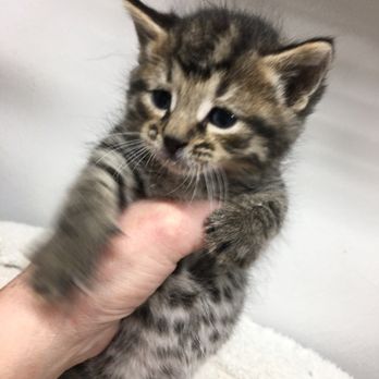 E's Doggy Daycare - Bottle feeding babies Super sweet this is a male if interested in a new baby let me know 260-687-0090 - Pet Boarding Near Me - Edgerton, Ohio E's Doggy Daycare - Bottle feeding babies Super sweet this is a male if interested in a new baby let me know 260-687-0090 - Pet Boarding Near Me - Edgerton, Ohio
