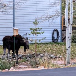 Town of Frisco - Moose