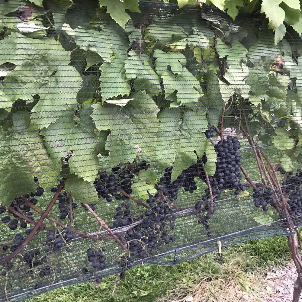 Beneduce Vineyards - Grapes - Wineries Near Me - Pittstown, New Jersey Beneduce Vineyards - Grapes - Wineries Near Me - Pittstown, New Jersey