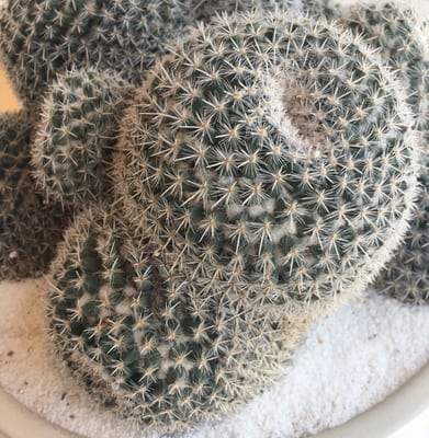 Parachute Home by null