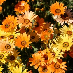 Faye's Fabulous Flowers - African Daisy
