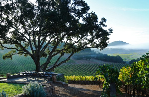 Gargiulo Vineyards by null