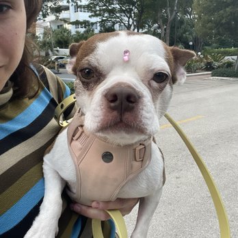 Golden Mobile Grooming - Pet Groomers Near Me - Miami, Florida Golden Mobile Grooming - Pet Groomers Near Me - Miami, Florida