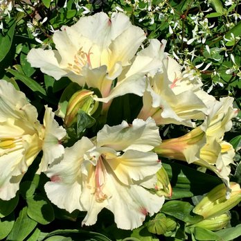 Toronto Botanical Garden - Botanical Gardens Near Me - Toronto, Ontario Toronto Botanical Garden - Botanical Gardens Near Me - Toronto, Ontario