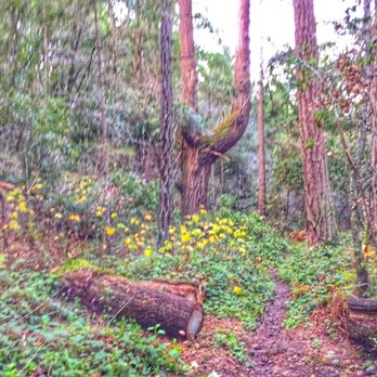 Sam McDonald Park - Incredible lush trees - Parks Near Me - Loma Mar, California